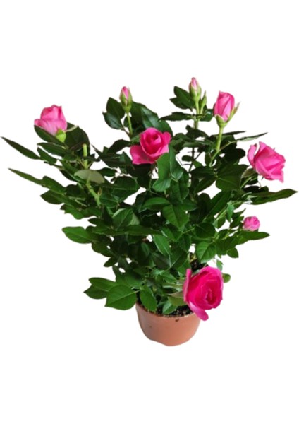 2 Adet Saksıda Bodur Mini Gül Çiçeği (Pembe Renk) fiyatları