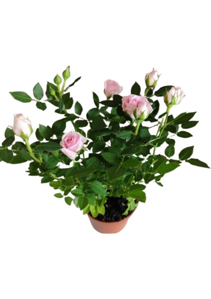 2 Adet Saksıda Bodur Mini Gül Çiçeği (Açık Pembe Renk) fiyatları