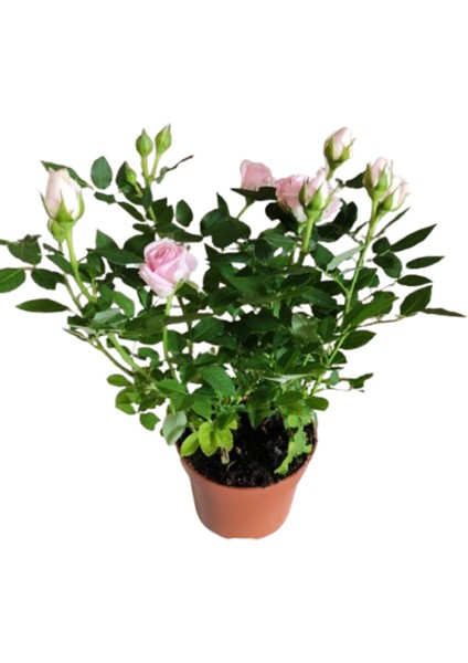 2 Adet Saksıda Bodur Mini Gül Çiçeği (Açık Pembe Renk) modelleri
