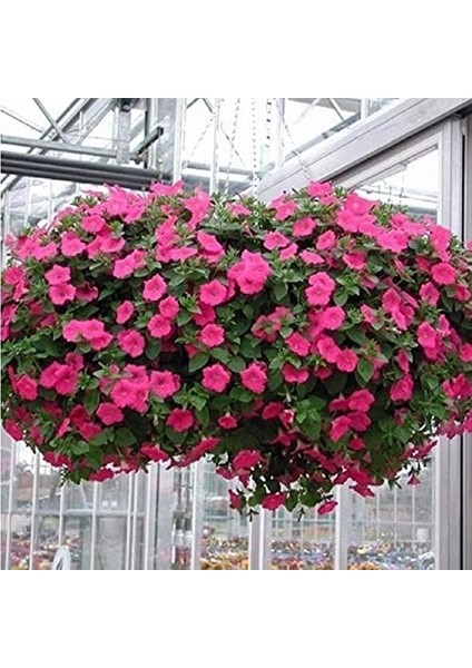 Tohum Sarkıcı Snowball Petunya Çiçeği (100 Tohum)