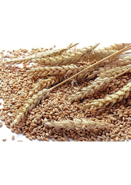 Buğday 1 kg Doğal Buğday Hormonsuz Ilaçsız Buğday Tavuk Yemi Güvercin Yemi Buğday Tohumu Buğday Çimi fiyatları