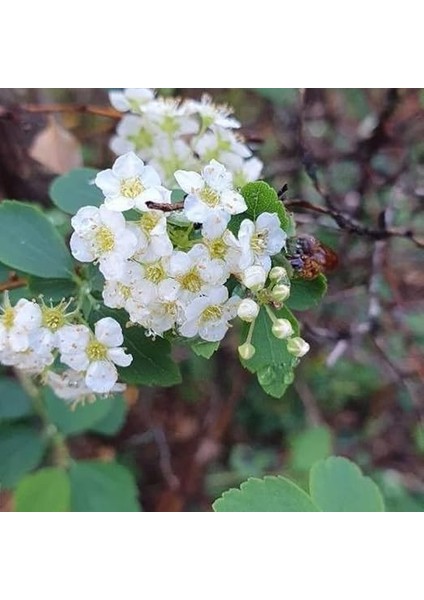 Mahlep Fidanı 2 Yaşında Tüplü modelleri