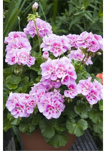 Look 10 Adet Soft Pembe Sardunya Çiçek Tohumu TH-THMCMTHM283