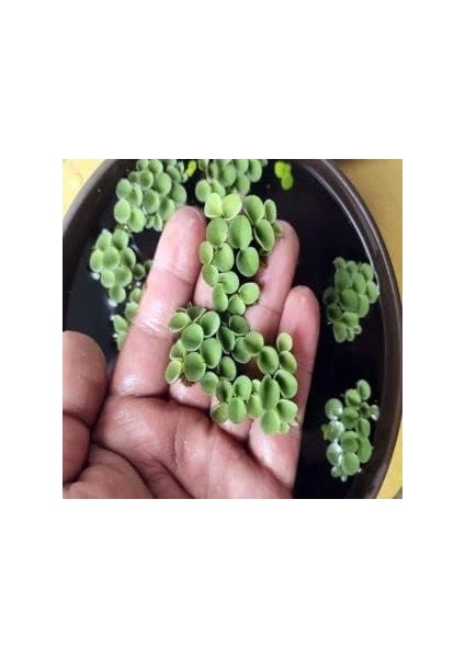 Cuculatta 2 Kök Su Üstü Bitkisi Akvaryum ve Havuz Bitkisi fiyatları