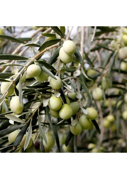 Tüplü Çok Iri Meyveli Kalamata Zeytin Fidanı