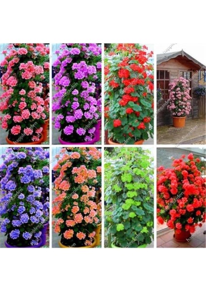 Dünyam 8 Adet 8 Renk Sarmaşık Sardunya Tohumu