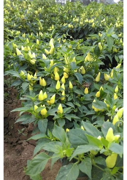 Misket Biberiye Biber Tohumu 5 gr modelleri