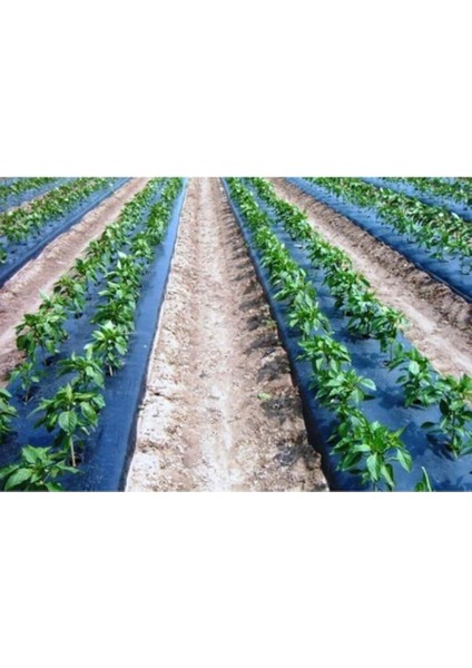 Sebze Naylonu 100 Metre Eni 120 cm Malç Naylonu Sebze Örtüsü Malç Örtüsü Siyah Domates Karpuz Naylon fırsatları