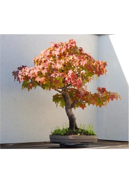 Look Bodur Çınar Bonzai Ağacı Tohumu 5 Adet Bonsai Ağacı Tohumu TH-8777963100261 modelleri