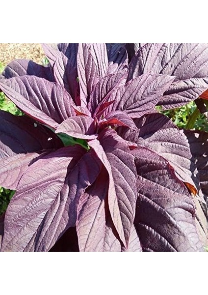 Amarant Tohumu (100 Tohum)