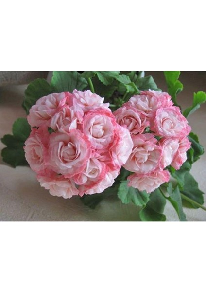 Look 10 Adet Ithal Çift Renkli Gül Sardunya Çiçeği Tohumu TH-4825936075182639