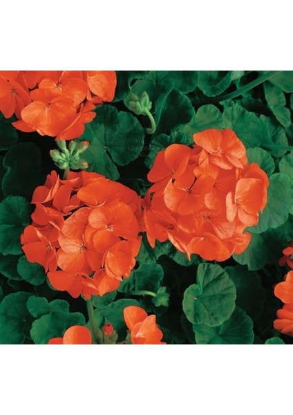 Sardunya Tohumu (Büyük Çiçek, Kokulu Yaprak) Turuncu Renkli - 5 Tohum fiyatları