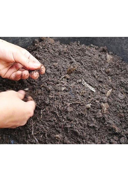 Kaliforniya SOLUCANI(100 Adet SOLUCAN+200GR Fermente Yem+2litre Plastik Bakım Evi) -Evde Kompost Için Canlı Solucan Paketi-Solucan Gübresi Üretimi Için Canlı Solucan modelleri