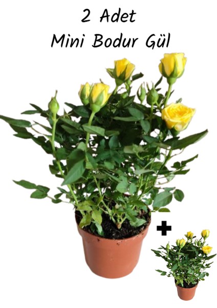 2 Adet Saksıda Bodur Mini Gül Çiçeği (Sarı Renk)