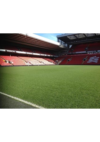 Cesped Sparring Çim Tohumu 5 kg fiyatları