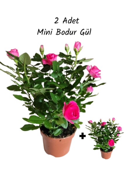 2 Adet Saksıda Bodur Mini Gül Çiçeği (Pembe Renk)