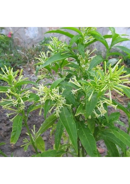 Paket Tüplü Aromatik Melissa (Parfüm Çiçeği)‏ Fidanı fiyatları