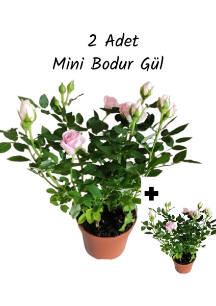 2 Adet Saksıda Bodur Mini Gül Çiçeği (Açık Pembe Renk)