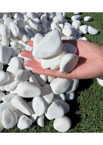 Taş 5 kg 2-4 cm Beyaz Dolomit Bahçe Taşı Çakıl Taşı Saksı Taşı Akvaryum Teraryum Taşı
