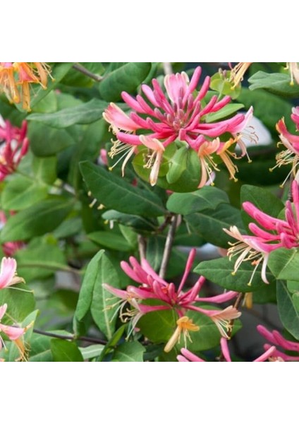 Tüplü Lonicera Periclymum 3 Renkli Kokulu Hanım Eli Fidanı (40-60 Cm)