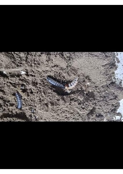 Adet Çiçek ve Bitki Topraklarındaki Zararlılar Için Önleyici ve Temizleyici Haşere Ilacı modelleri