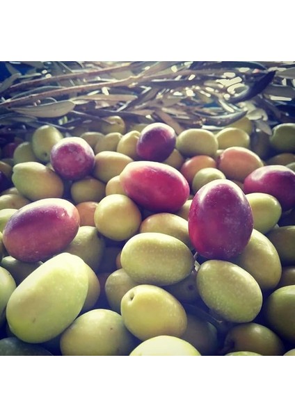 Tüplü Aşılı Çok Iri Meyveli Domat Zeytin Fidanı