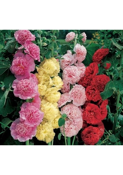Gülhatmi (Katmerli Büyük Çiçekli) - Karışık (5 Tohum)