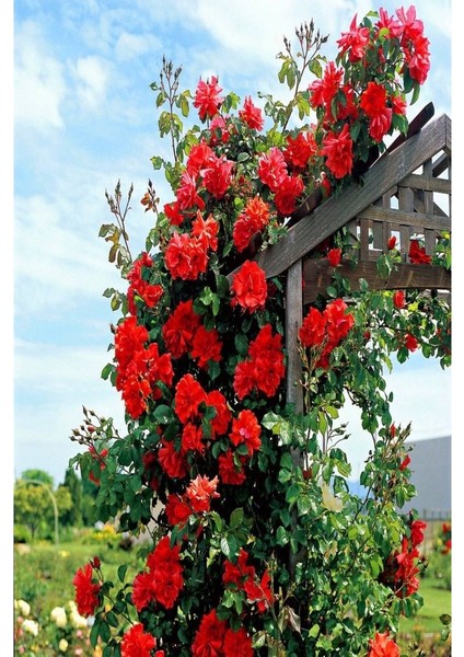 2 Adet Saksıda Gül Fidanı Kırmızı Aşılı Gül Fidanı Kokulu Yediveren Sarmaşık fiyatları