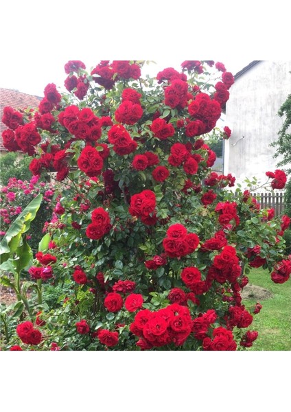 2 Adet Saksıda Gül Fidanı Kırmızı Aşılı Gül Fidanı Kokulu Yediveren Sarmaşık modelleri