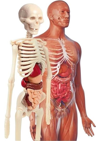 - 64297 - Ilk Keşiflerim - Insan Anatomisi modelleri