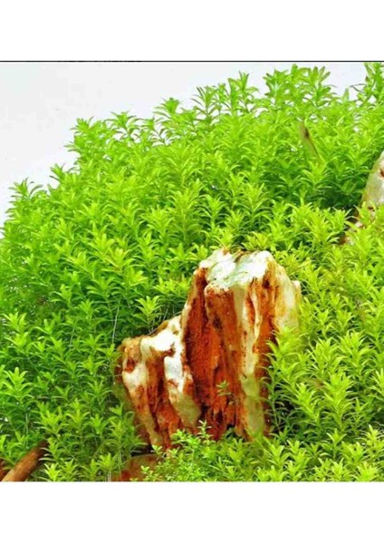 Akvaryum Bitkisi Micra 10DAL Bir Bağ