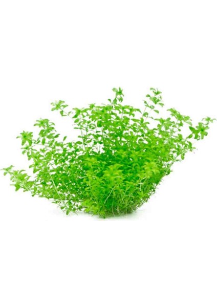 Akvaryum Bitkisi Micra 10DAL Bir Bağ fiyatları