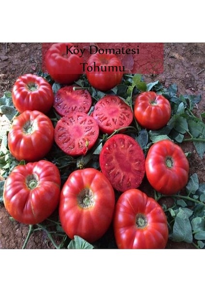 Organik 6 Paket Tohum NO18 Arpacık Soğan 1 Kg. Iska Hibrit Salatalık Patlıcan Köy Domatesi Biberi Tohumu fiyatları