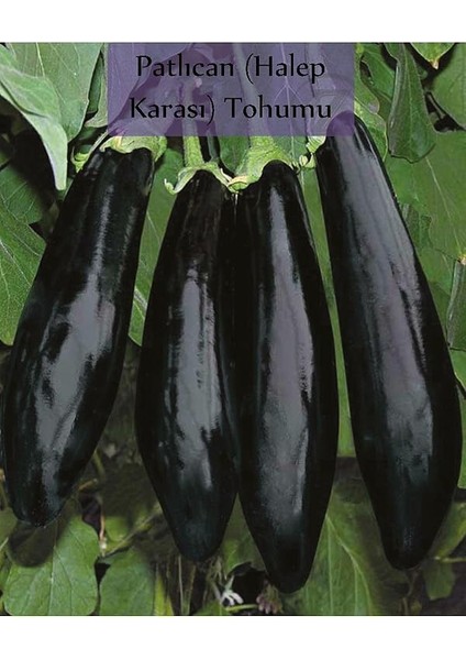 Organik 6 Paket Tohum NO18 Arpacık Soğan 1 Kg. Iska Hibrit Salatalık Patlıcan Köy Domatesi Biberi Tohumu fırsatları