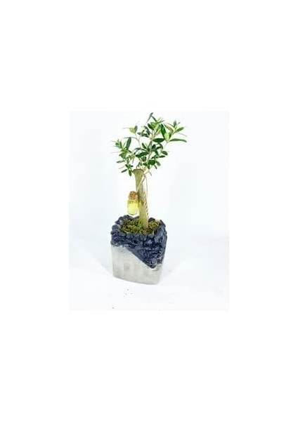 Ağacı Bonsai & Gri Siyah Lena Beton Saksıda Hediyelik Canlı Çiçek BALFLOWERDESİGN-2604