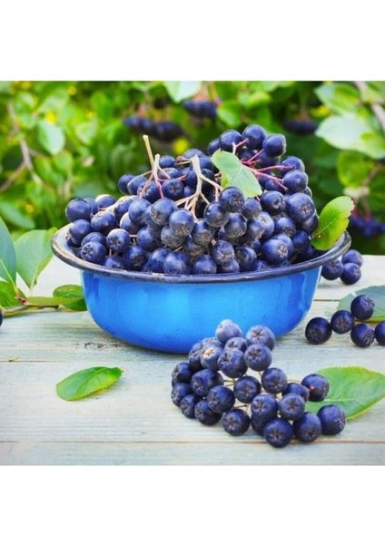 Tüplü Soğuğa Dayanıklı Her Bölgeye Uygun 3 Adet Aronya Fidanı (20-40 Cm) modelleri