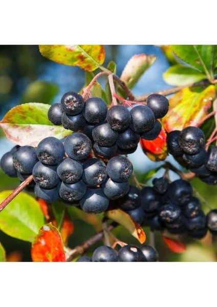 Tüplü Soğuğa Dayanıklı Her Bölgeye Uygun 3 Adet Aronya Fidanı (20-40 Cm) indirimleri