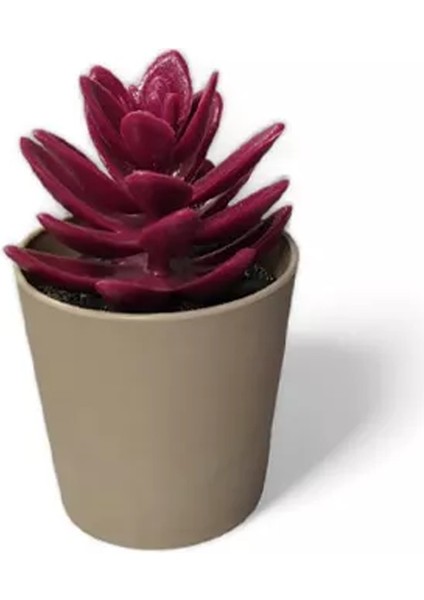 Saksılı Yapa Çiçek Sükülen ROYALEKS-5675