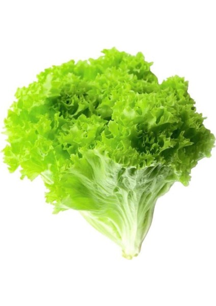 Yazlık Kıvırcık Marul Tohumu 10 gr fiyatları