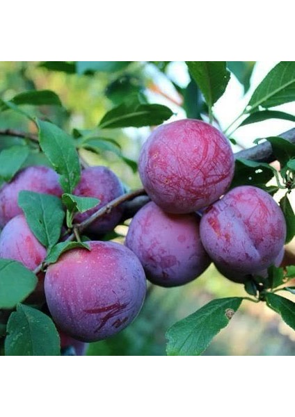 Angelino Erik Fidanı 3 Yaşlı Bodur