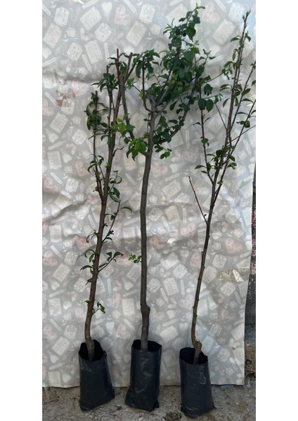 Angelino Erik Fidanı 3 Yaşlı Bodur fiyatları