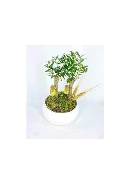 Ağacı Bonsai & Beyaz Capo Beton Saksıda Hediyelik Canlı Çiçek BALFLOWERDESİGN-2592 fiyatları