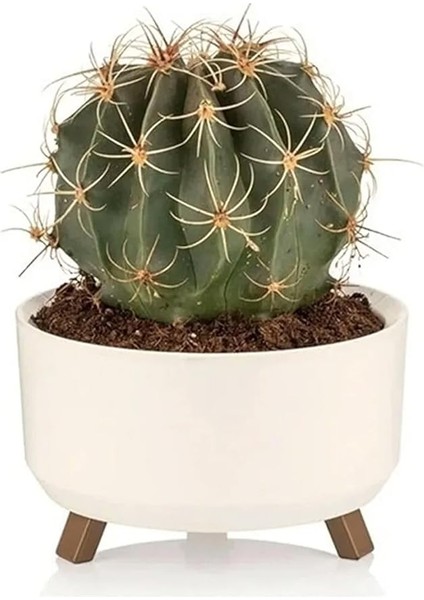 Saksı Süzgeçli Ayaklı Delikli Plastik Aranjman Sukulent Saksısı (Fildişi, 2,25 Litre) indirimleri