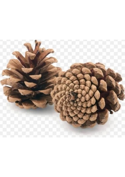 Kozalak Çam Dekor ve Boyama Için