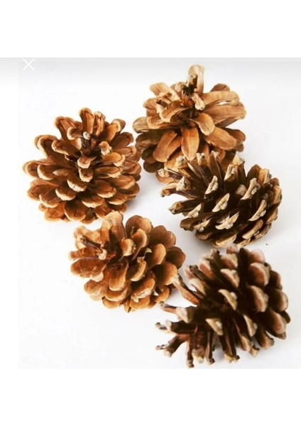 Kozalak Çam Dekor ve Boyama Için modelleri