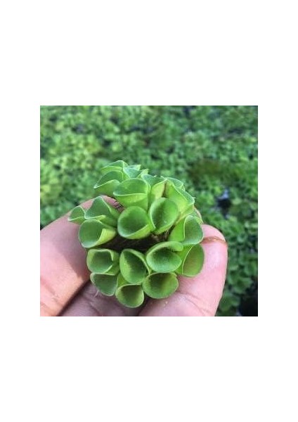 Cuculatta 2 Kök Su Üstü Bitkisi Akvaryum ve Havuz Bitkisi