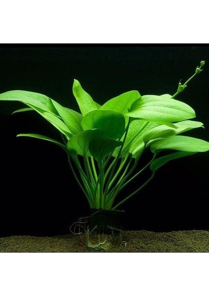 Muricatus 1 Buket 1 Kök Sert Yapraklı Kolay Akvaryum Bitkisi,canlı Bitki