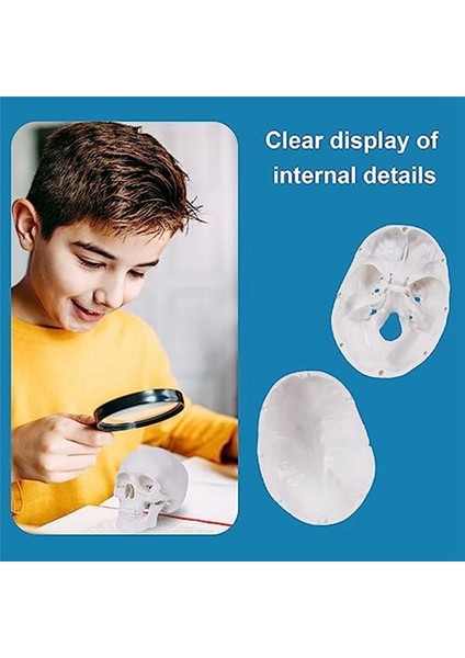 Mini Insan Kafatası Modeli Çıkarılabilir Kafatası Kapağı ve Eklemli Mandibula ile 3 Parçalı Anatomik Kafatası Modeli (Yurt Dışından) modelleri