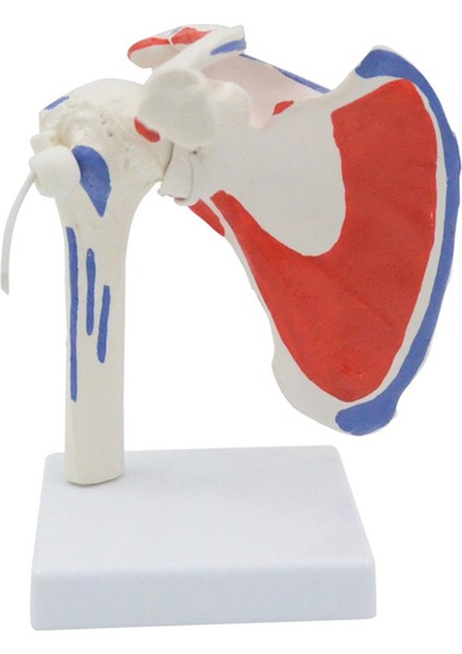 Kas Omuz Modeli, Insan Anatomisi Sağ Omuz I Kas Modeli, Doktor Ofisi ve Sınıf Anatomi Modeli (Yurt Dışından)