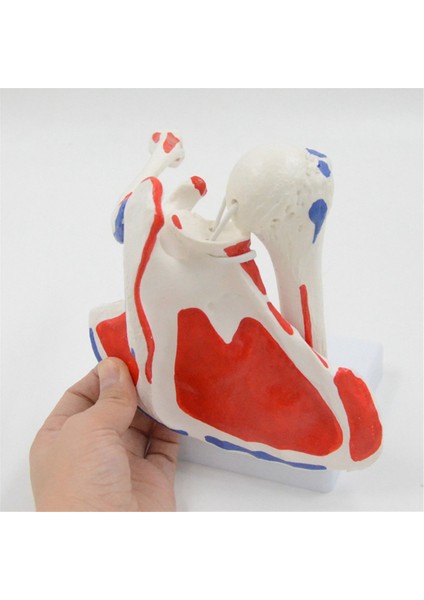 Kas Omuz Modeli, Insan Anatomisi Sağ Omuz I Kas Modeli, Doktor Ofisi ve Sınıf Anatomi Modeli (Yurt Dışından) indirimleri